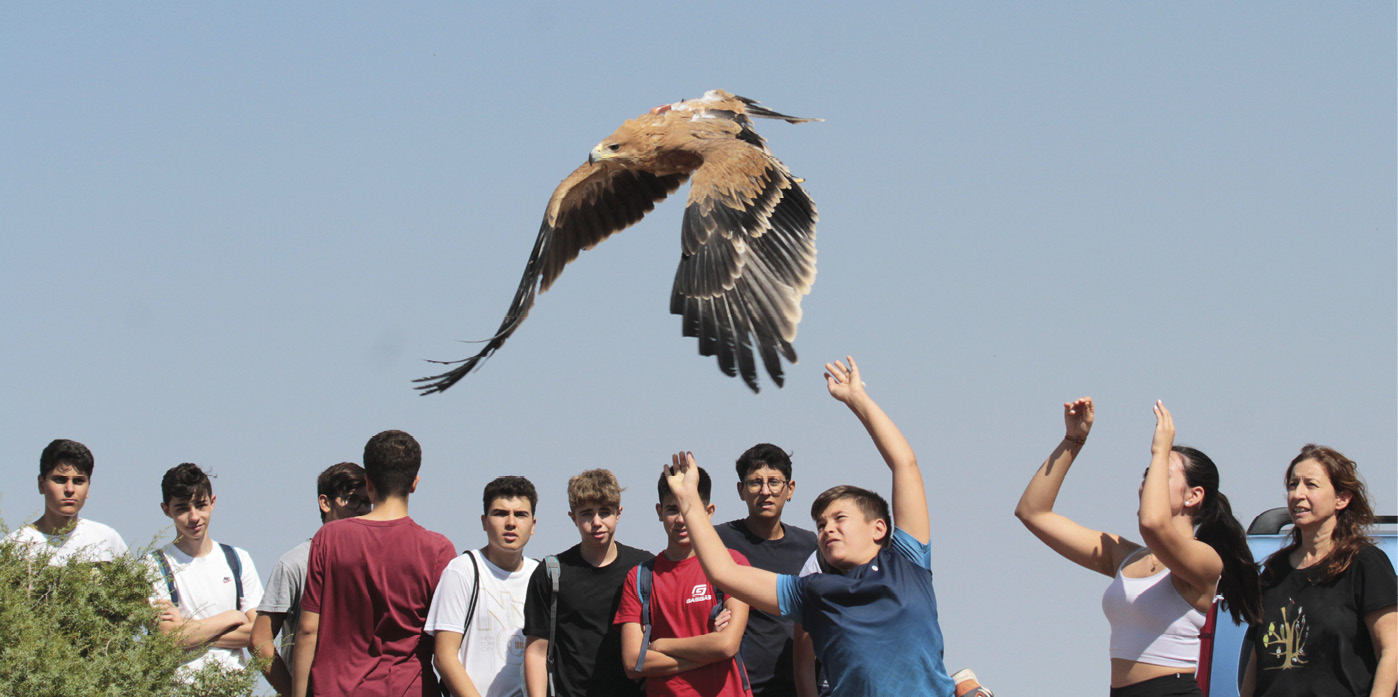 Liberación de águila imperial juvenil en presencia de escolares en Toledo