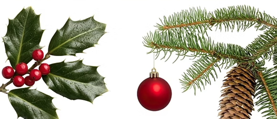 foto plantas navideñas