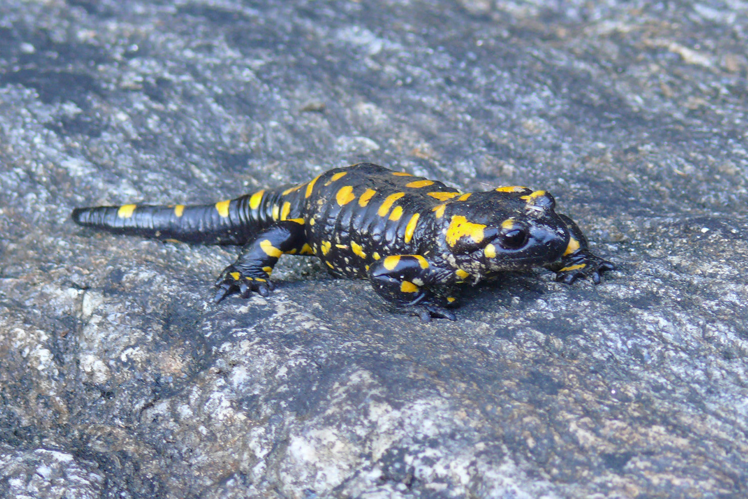 anfibio