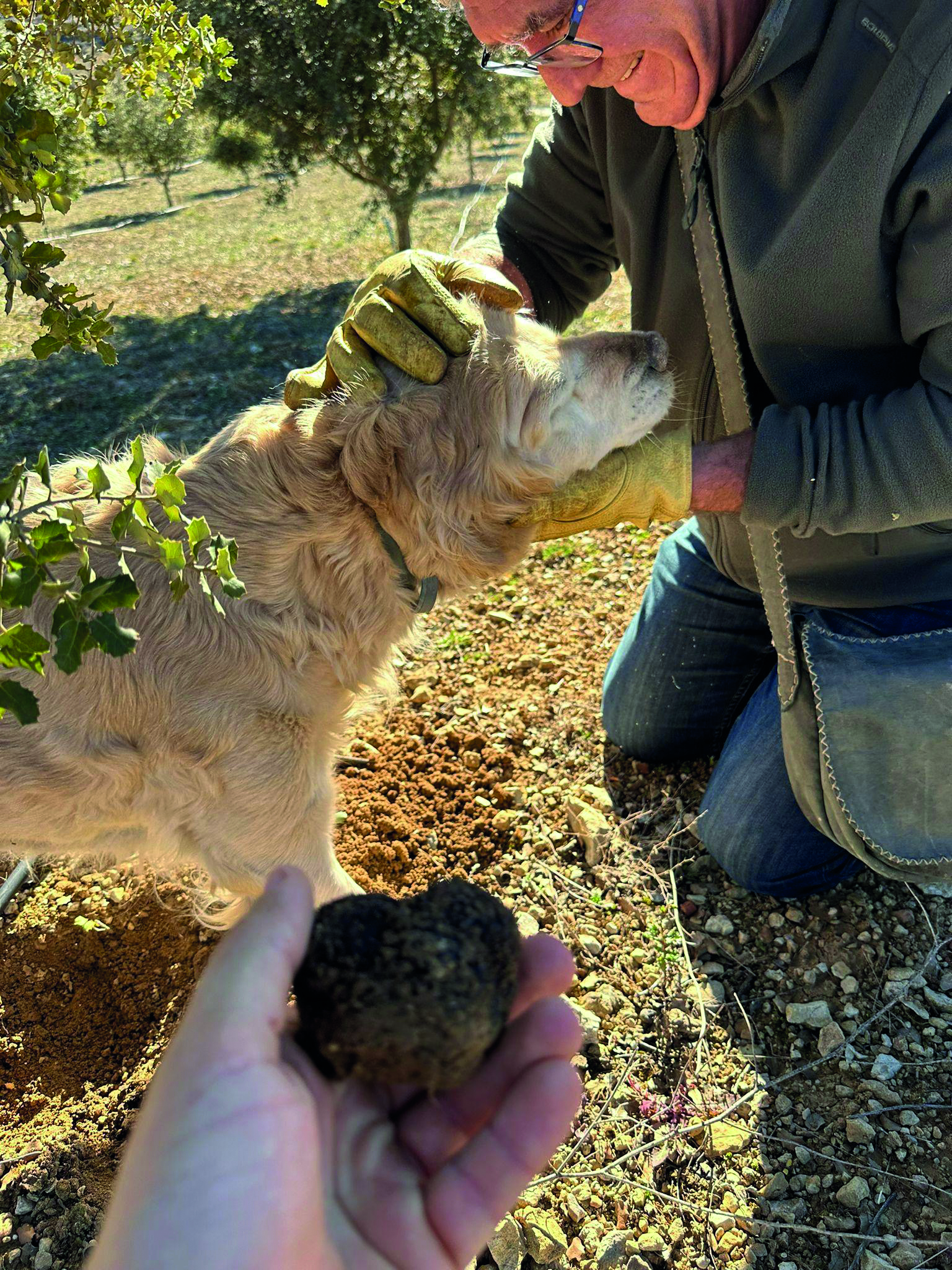 Jornada de recolección de trufa negra con ayuda de perros en el municipio de Lagunaseca.