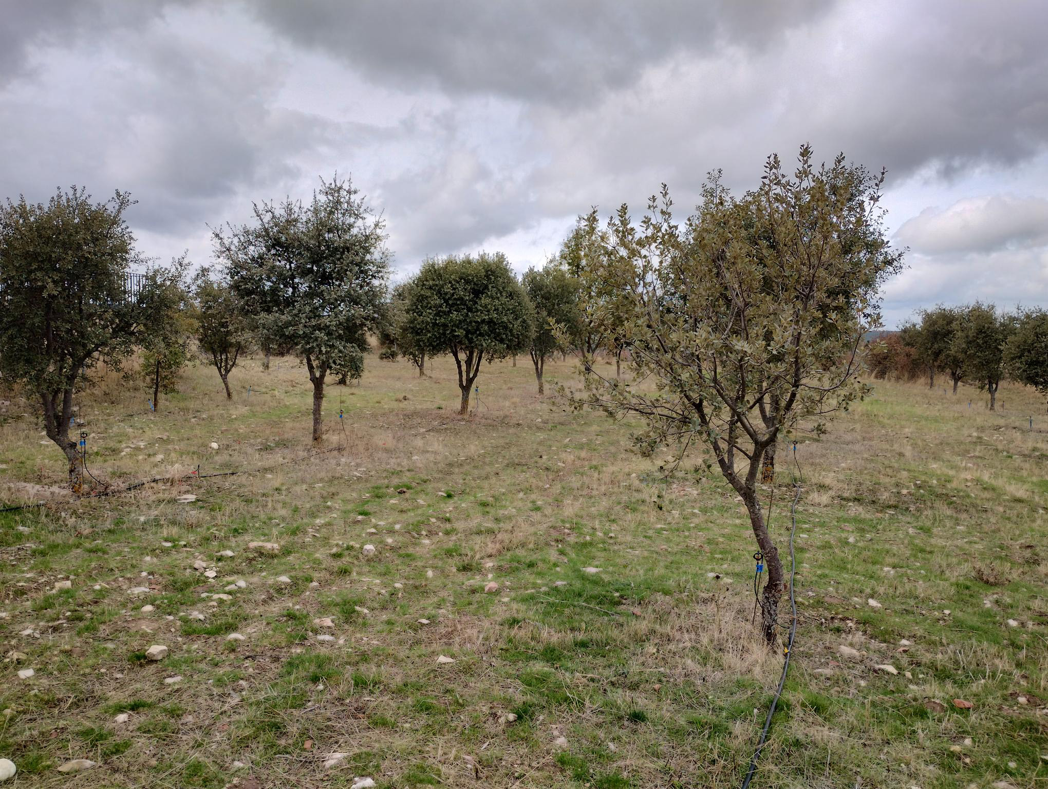 Plantación trufera en la Serranía de Cuenca. Fotografía de Eduardo Palencia