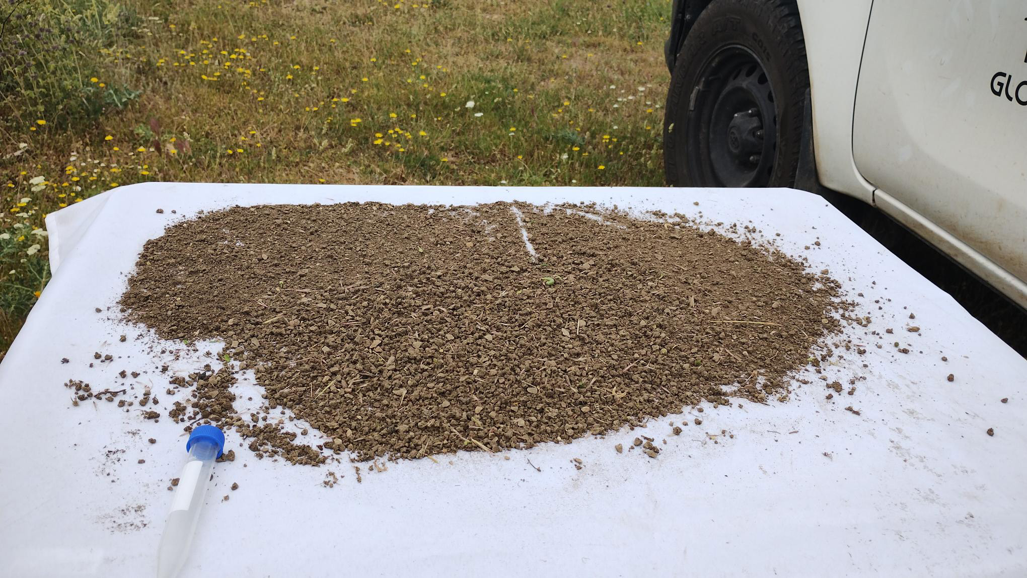 Los análisis del índice de calidad biológica del suelo muestran que las plantaciones de encina trufera presentan una mayor diversidad. Fotografía de Eduardo Palencia