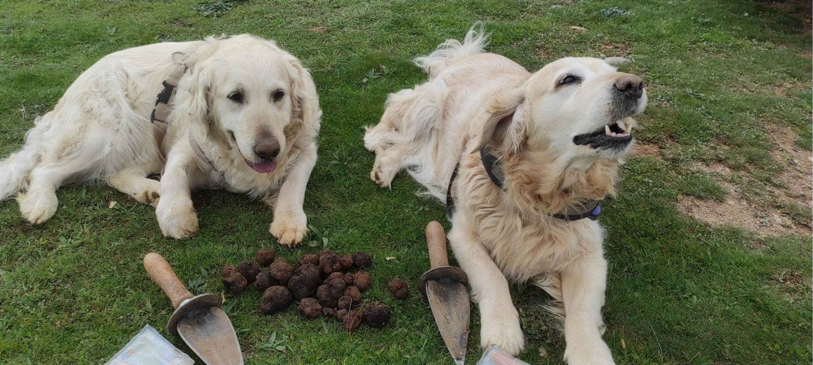 recolección de trufas con ayuda de los perros 