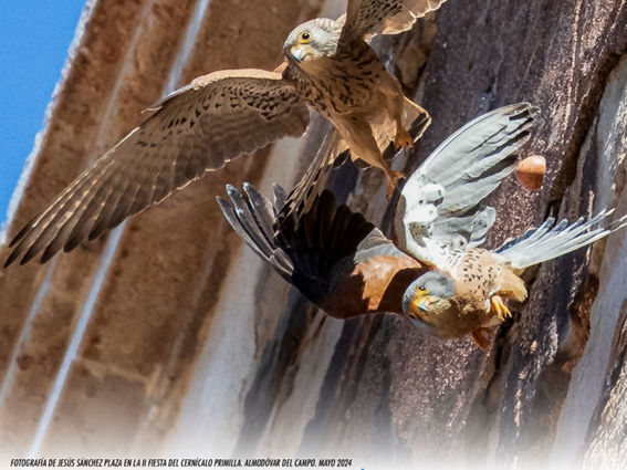 foto de cernícalos primillas