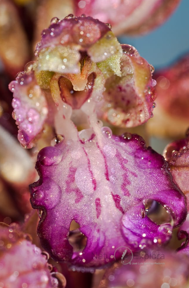 foto flora silvestre