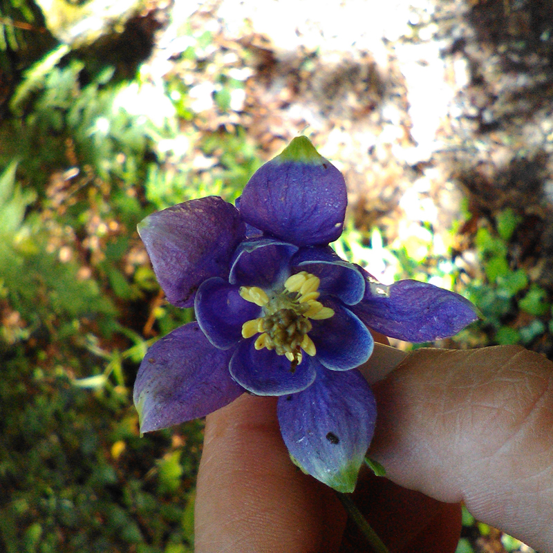 foto flora silvestre