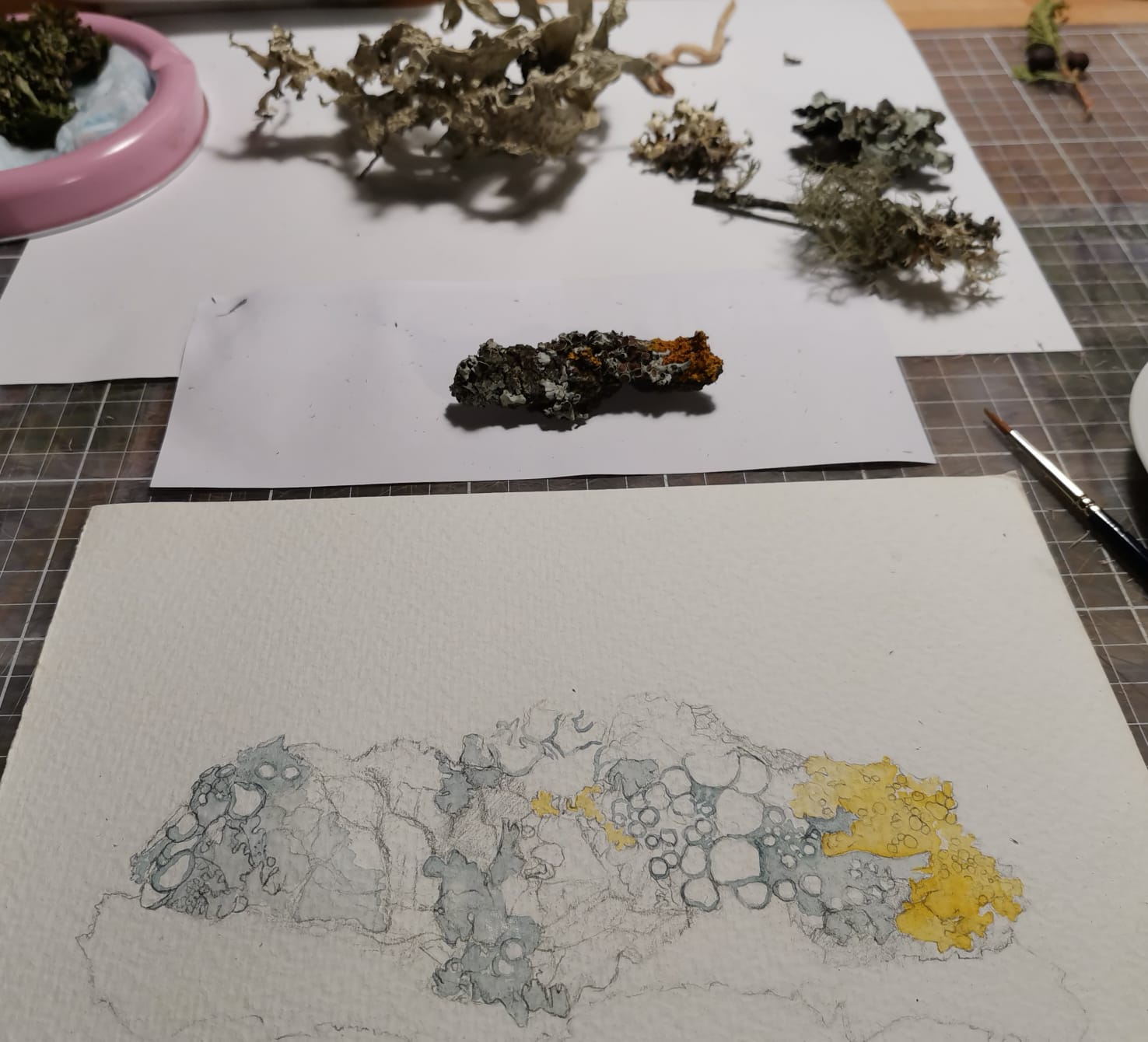 dibujo científico