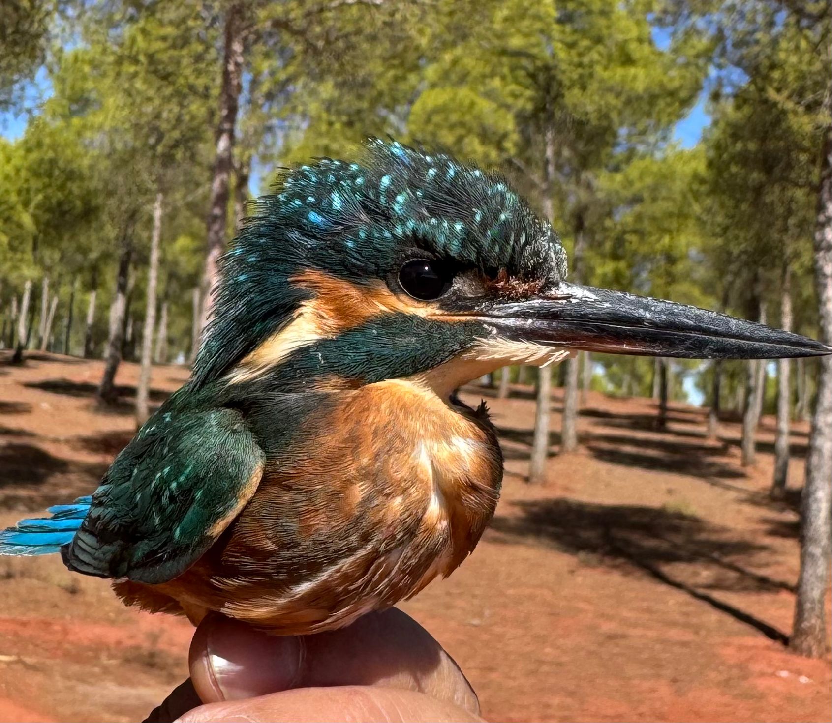 foto Martín pescador