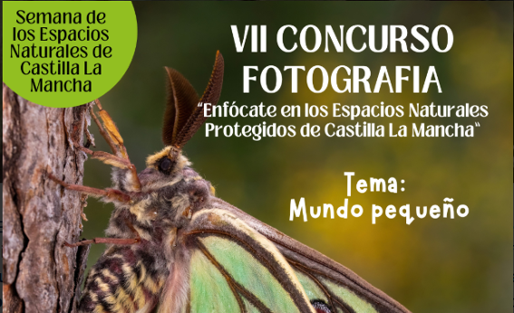 cartel concurso - con mariposa y lema