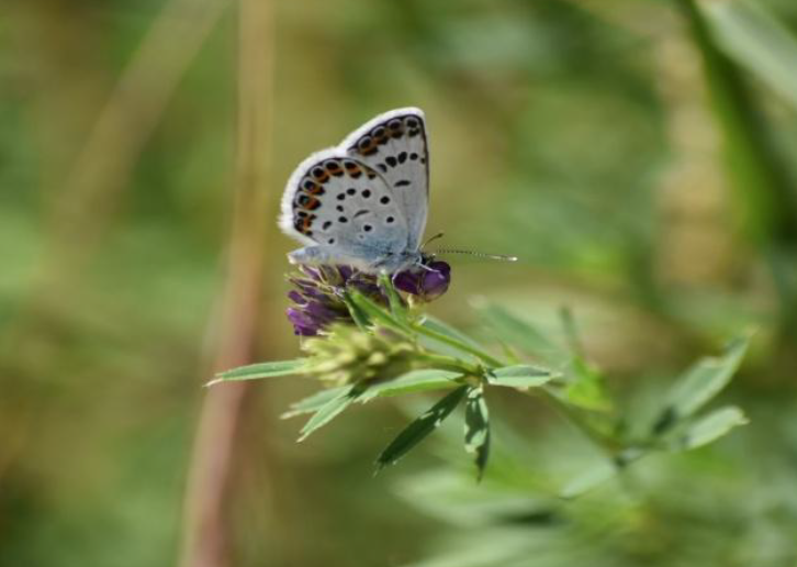 foto mariposa