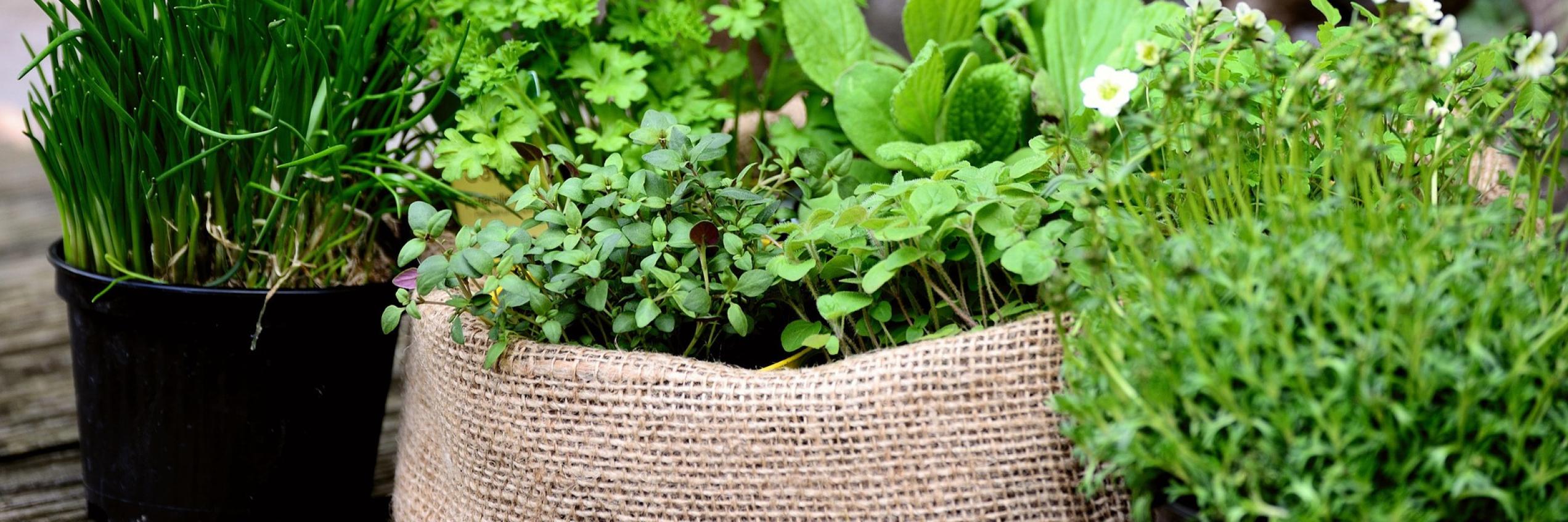 foto plantas