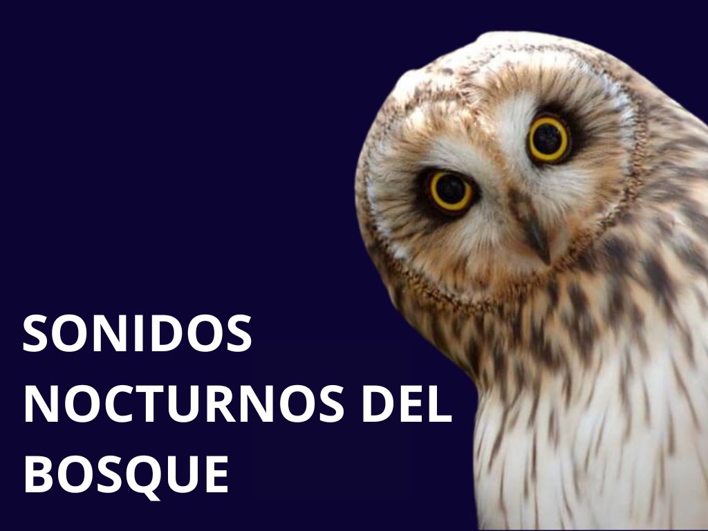 imagen cartel actividad