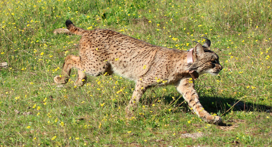 Lince radiomarcado