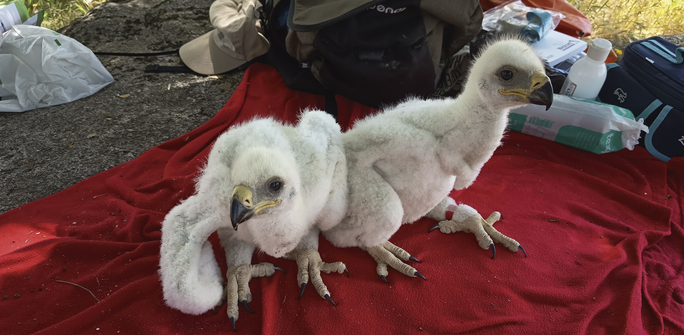 Chequeo de los pollos en 26 de mayo antes de la subida al nido