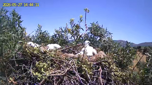 Pollos en el nido el 27 de mayo (imagen cámara remota)