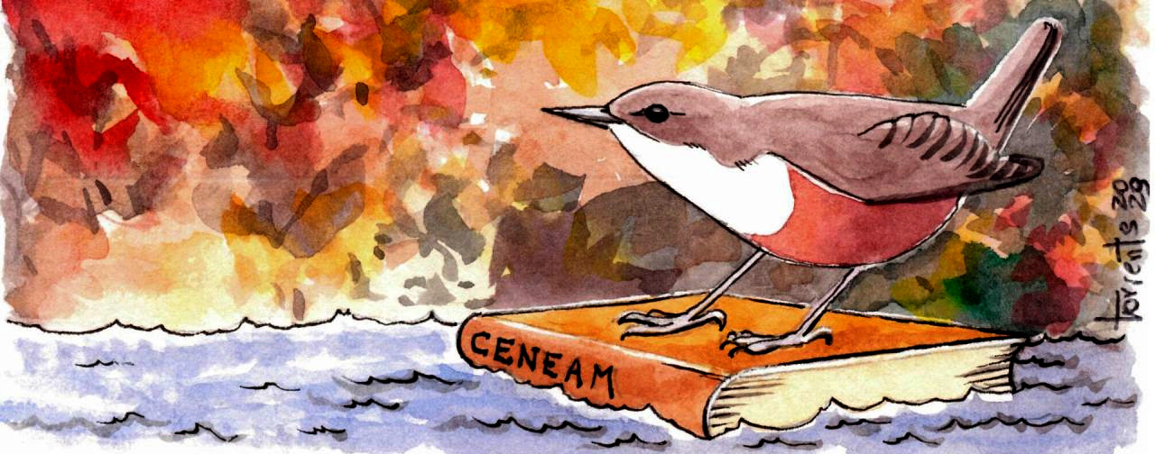 petirrojo encima de un libro - ilustración