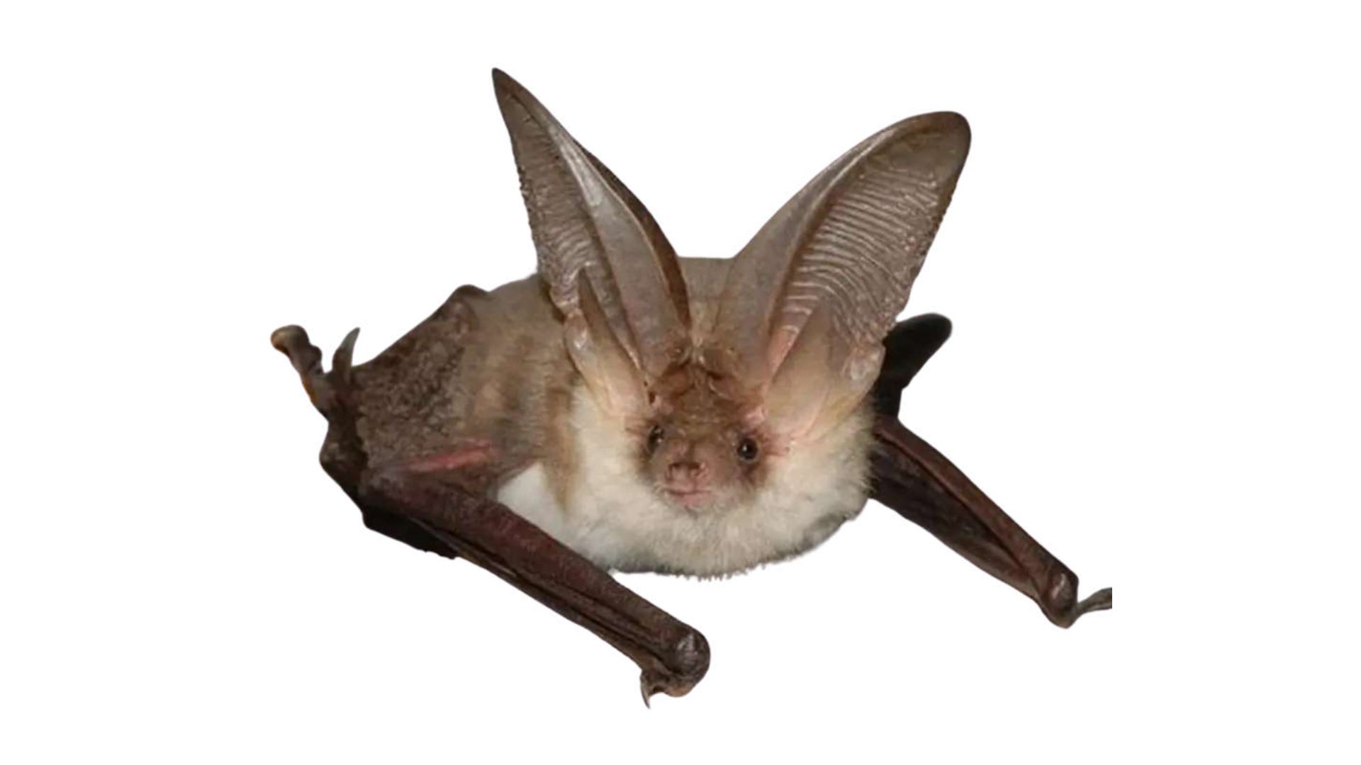 murciélago