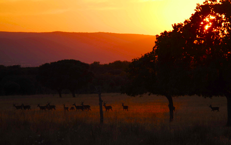 atardecer