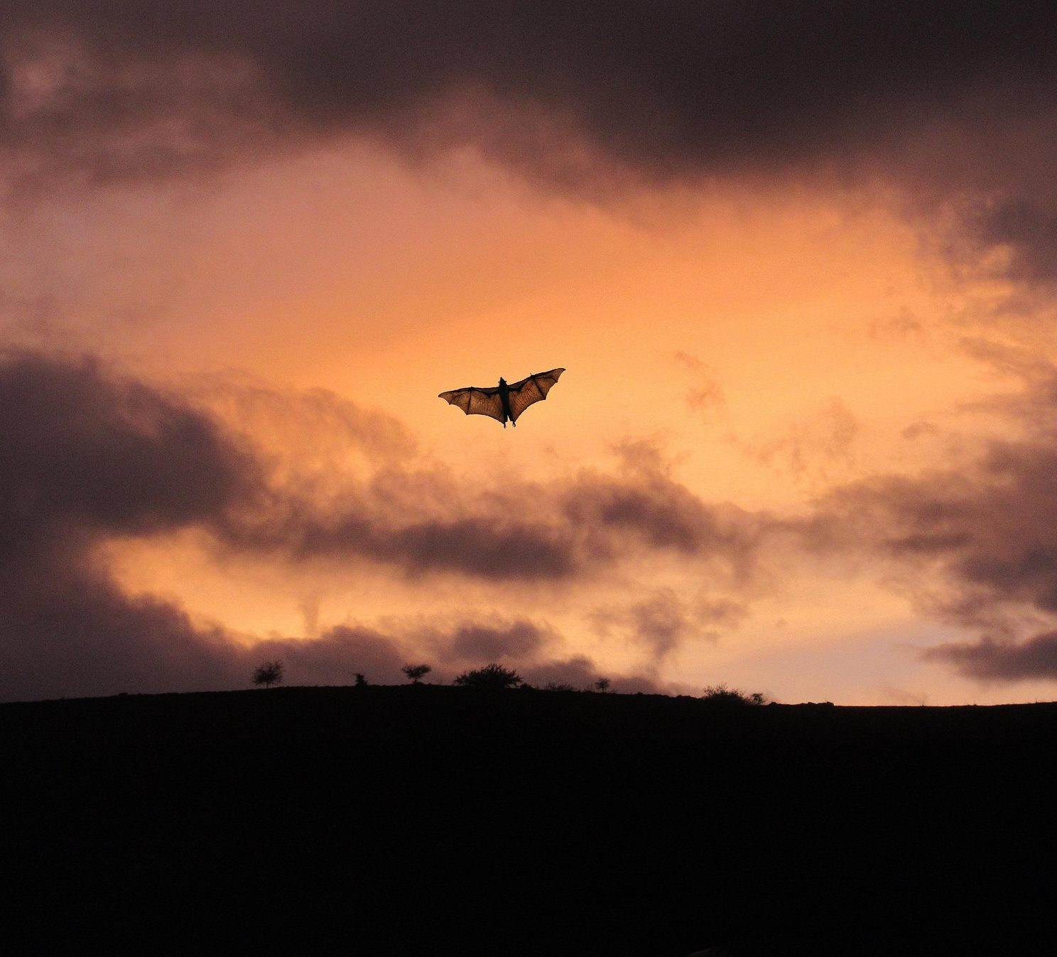 murciélago volando