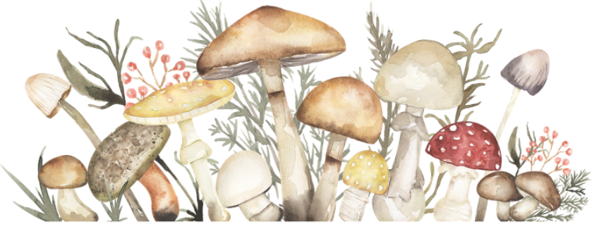 ilustración setas