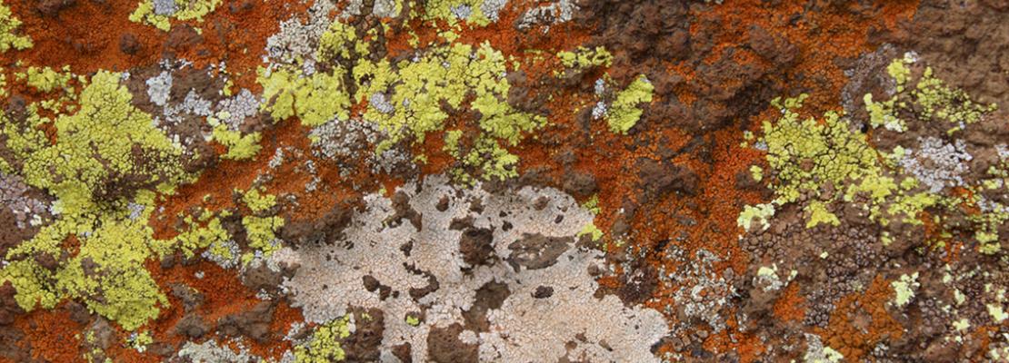 Imagén de líquenes sobre una roca volcánica