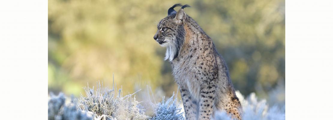 Macho adulto de lince