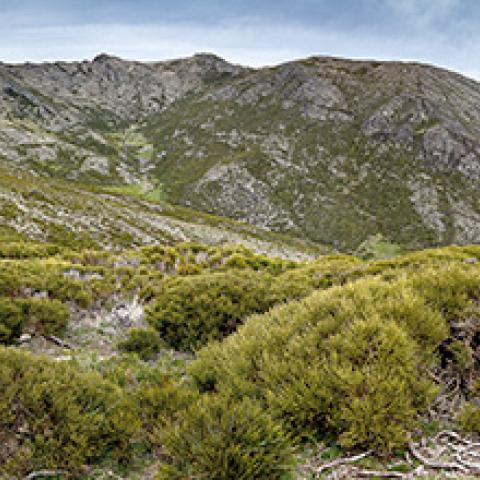 Cara sur del Pico del Lobo, cumbre de Castilla-La Mancha con 2.274 metros, desde el sendero “PR-GU 20 El Cardoso de la Sierra-Cerrón-Pico del Lobo”.