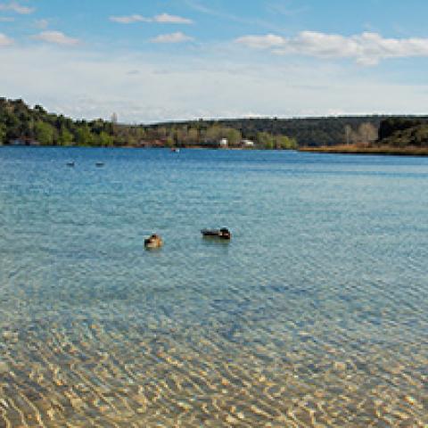 Patos en la Laguna del Rey