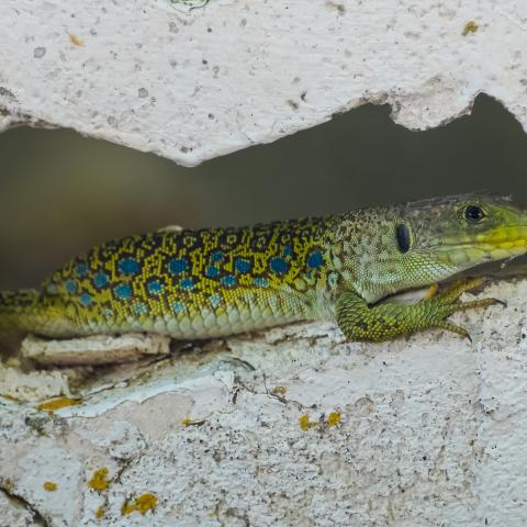 Lagarto ocelado