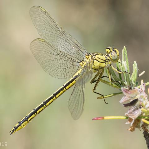 Gomphus pulchellus