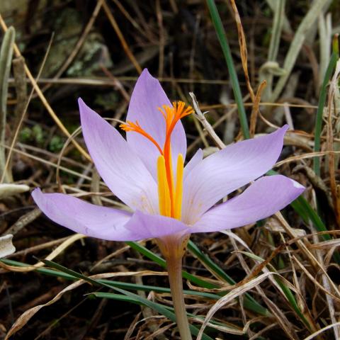 La flor del azafrán silvestre nos anuncia la llegada del otoño en la Mancha.