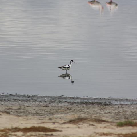 Avoceta en la Laguna de El Longar