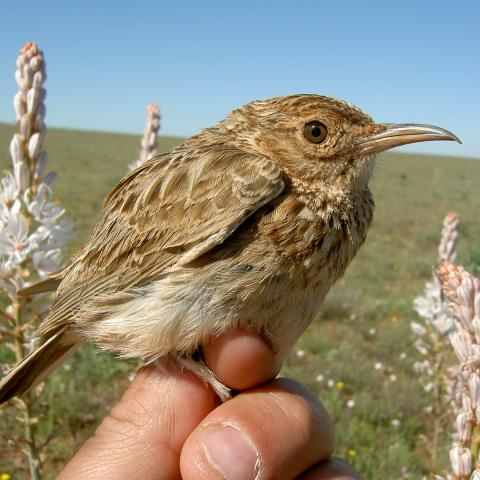 Alondra Ricotí (Chersophilus duponti)