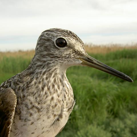 Ejemplar de andarríos bastardo en la Laguna de Pétrola