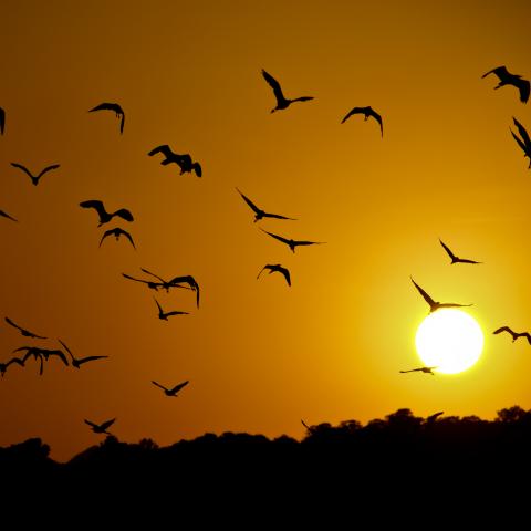Atardecer de un día de verano sobre la Laguna de Los Patos. Una bandada de garcillas sobrevuela el humedal en busca de su lugar de descanso. El disparo no se cobra ninguna pieza y a cambio nos regala esta bella imagen.