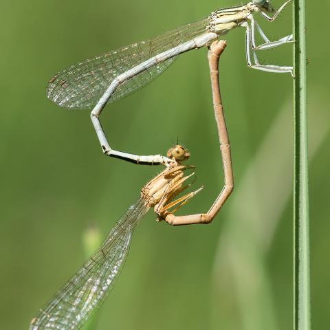 Love is in the air. Cópula de dos ejemplares de Platycnemis latipes en el Embalse de Estremera