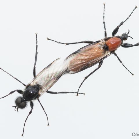 Bibio hortulanus, uno de los dípteros con dimorfismo sexual más llamativo. En la foto se aprecia la diferencia entre el macho (parte inferior) y la hembra (parte superior).