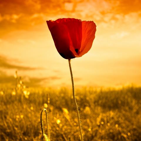 Amapola. Cañada Real de la Mancha a Murcia, cerca de la Caseta de Ayunas (Torre Uchea - Hellín, Albacete) http://torreuchea.org