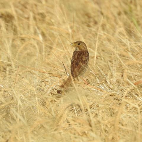 El triguero (Emberiza calandra) es uno de los  pájaros más populares de nuestros campos no pasa desapercibido por la  costumbre que tienen los machos de cantar insistentemente con su trino inconfundible desde una atalaya.