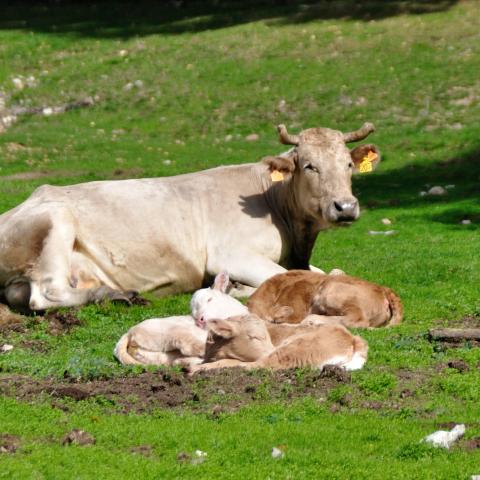 Siesta con mamá en el prado