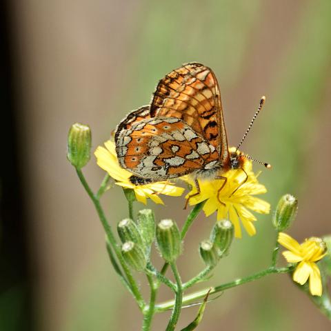 La imagen de una mariposa libando es uno de esos bellos espectáculos que la naturaleza nos ofrece durante un paseo