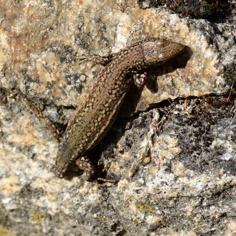 Lagartija con la cola cortada