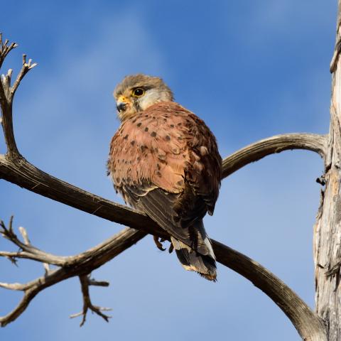 Pollo de cernícalo oteando desde su atalaya