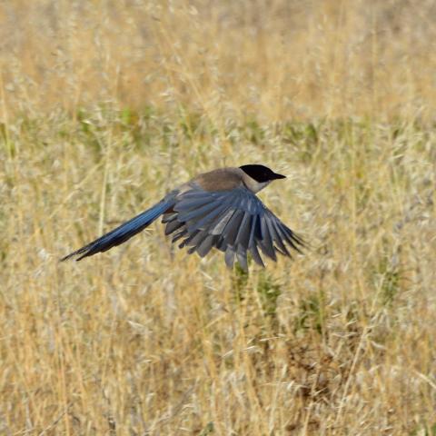 Rabilargo, uno de los córvidos más guapetes