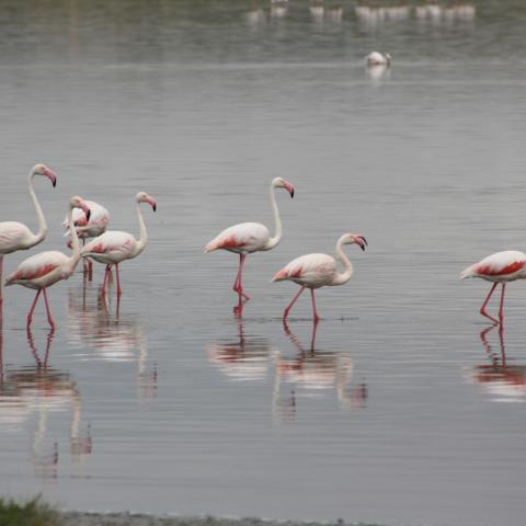 Flamencos en la Laguna del Longar, en Lillo (Toledo)