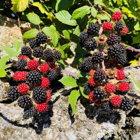 Fotografía de moras