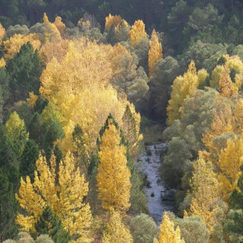 Cauce del río Cabriel, desde los alrededores del mirador sito en la antigua N 420, en el término de Boniches.