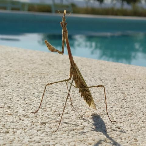 Una mantis religiosa en el borde de una piscina.