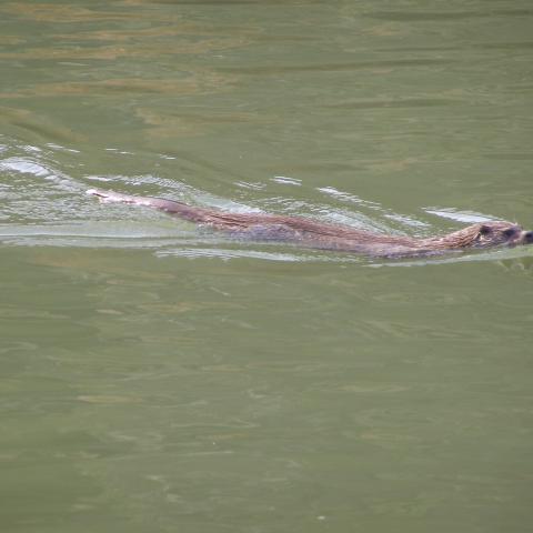 Si nos integramos en la naturaleza sin molestar, podemos capturar imágenes como esta de la nutria en la tabla de la Murciana, en otro día disfrutando de la naturaleza.