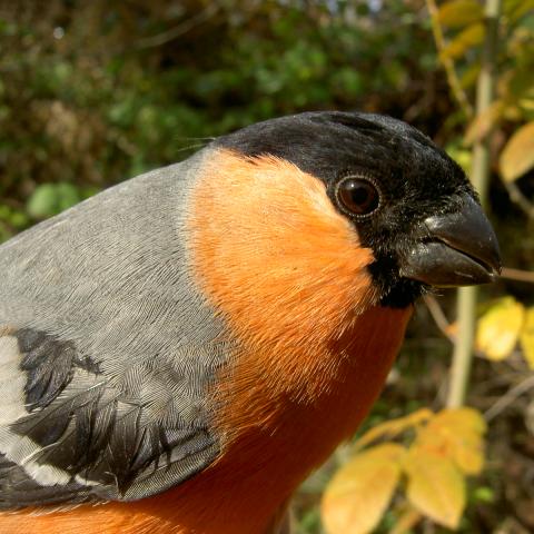 Macho de camachuelo común (Pyrrhula pyrrhula)